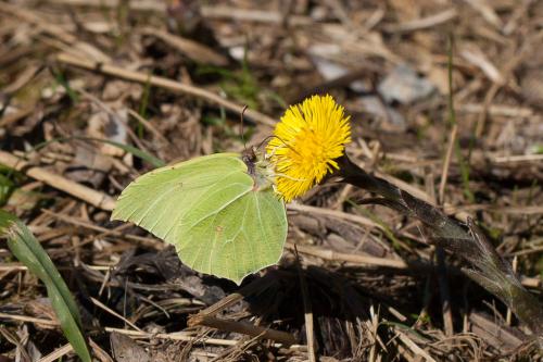 Gonepteryx rhamni