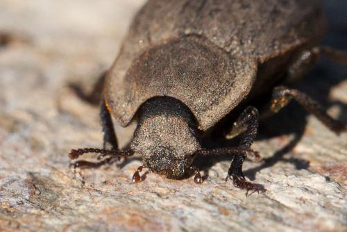 Asida sp.