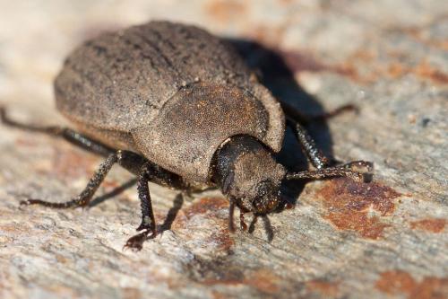 Asida sp.