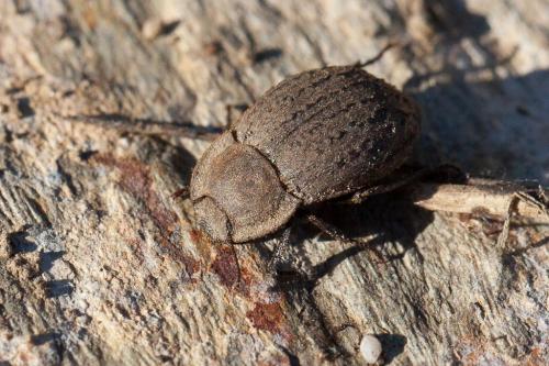 Réf. 248 815 : Asida sp.