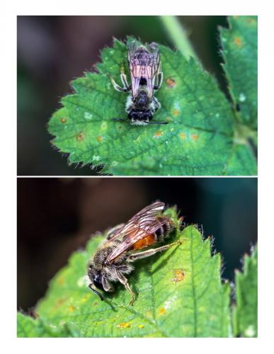 Andrena sp.