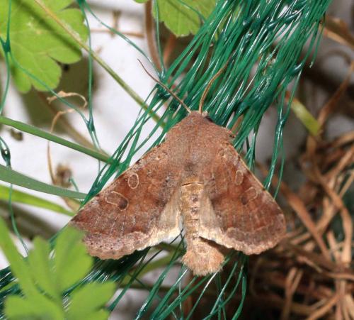 Réf. 248 969 : Orthosia incerta