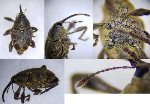 Réf. 248 960 : Curculio nucum