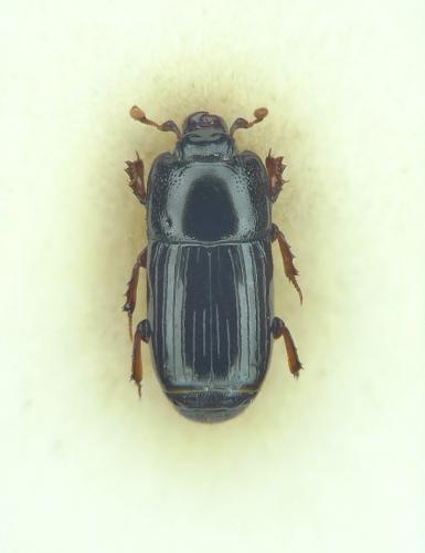 Réf. 248 294 : Platysoma angustatum