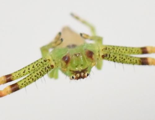 Réf. 248 808 : Diaea dorsata
