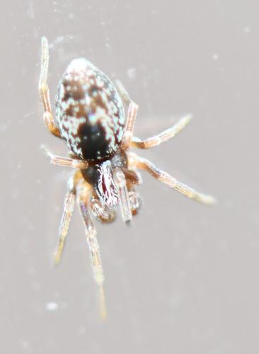 Dictyna uncinata