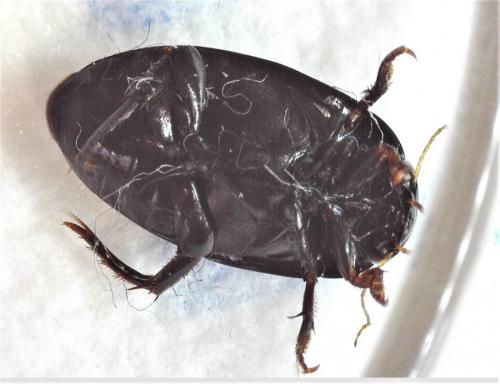 Réf. 248 590 : Agabus bipustulatus
