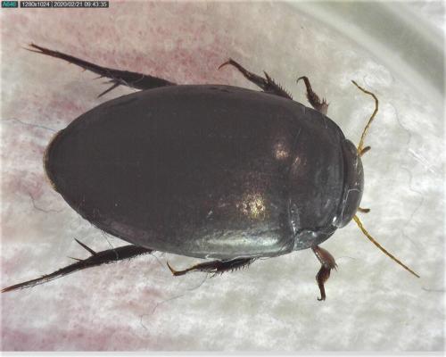 Agabus bipustulatus