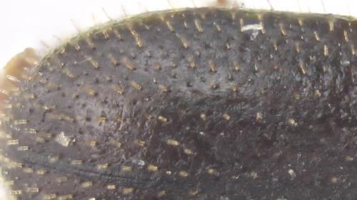 Réf. 248 912 : Sulcacis nitidus