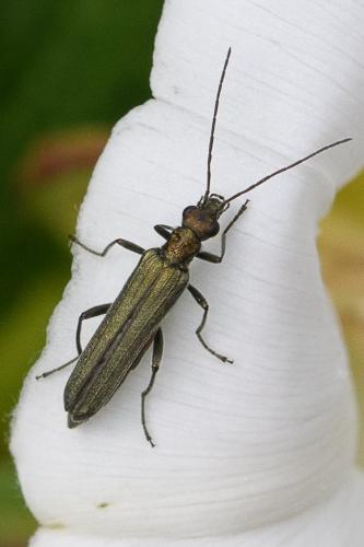 Réf. 248 446 : Oedemera sp.