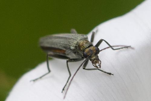 Oedemera sp.
