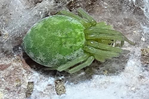 Réf. 248 379 : Nigma walckenaeri