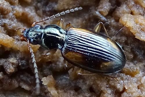 Bembidion tetracolum