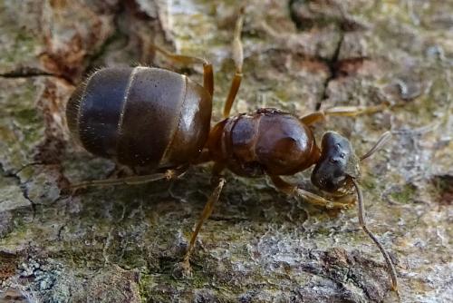 Lasius emarginatus