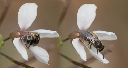 Lasioglossum sp.
