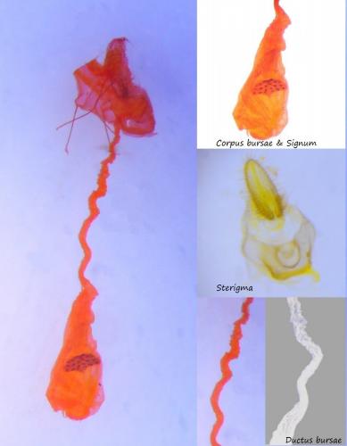 Réf. 248 181 : Agonopterix scopariella