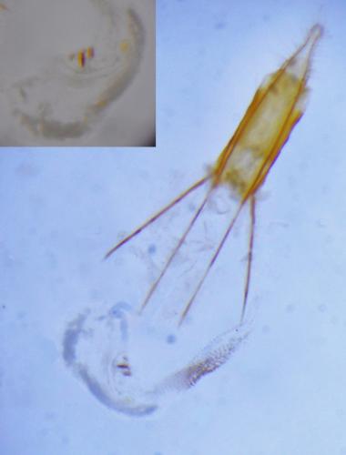 Ephestia kuehniella