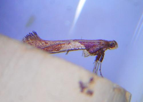 Caloptilia stigmatella