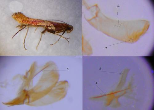Caloptilia stigmatella