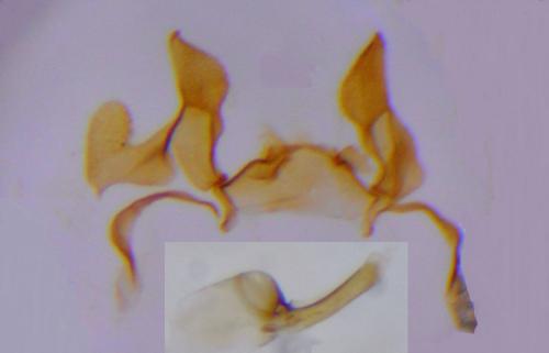 Réf. 248 796 : Isophrictis corsicella