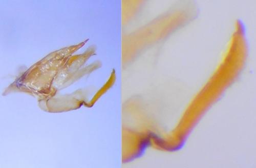 Mompha sp.