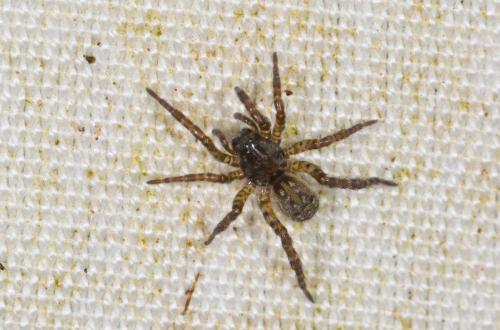 Arctosa sp.