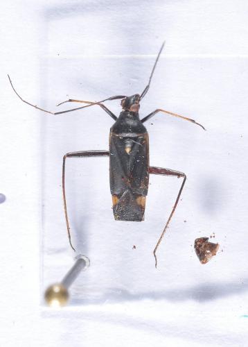 Closterotomus ventralis