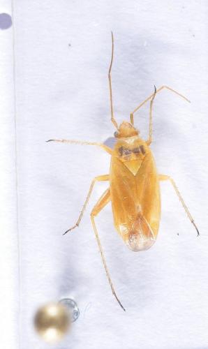Réf. 248 144 : Phylini inconnu