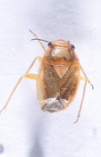 Strongylocoris luridus