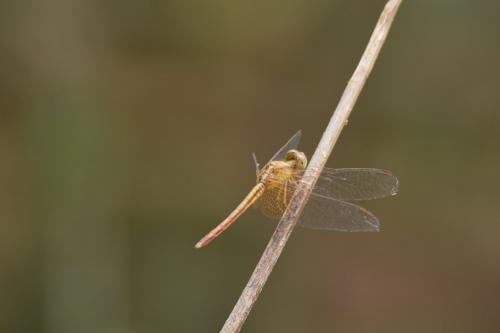 Neurothemis intermedia