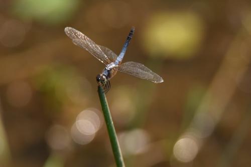 Réf. 248 863 : Brachydiplax chalybea