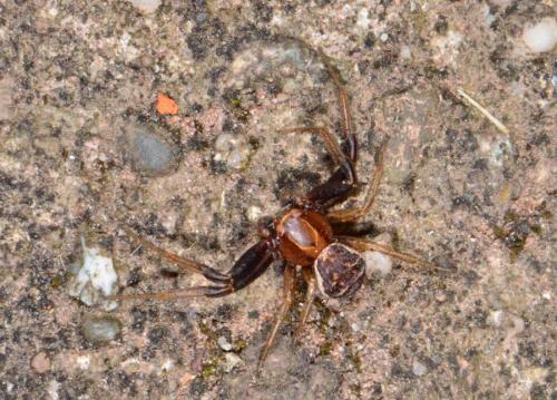 Réf. 248 772 : Xysticus bifasciatus