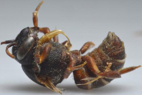 Stelis sp.