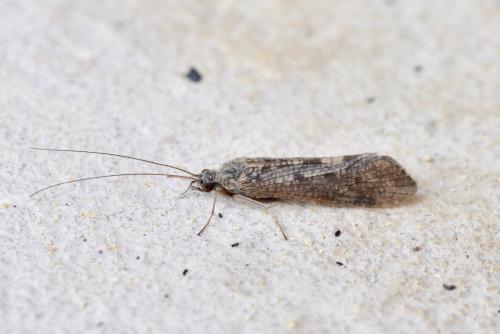 Réf. 248 456 : Hydropsyche sp.
