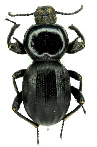 Réf. 248 409 : Scaurus sp.