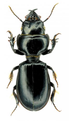 Scarites buparius