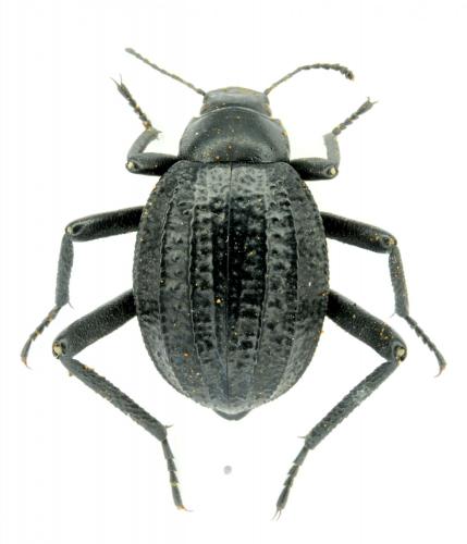 Adesmia sp.