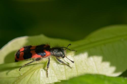 Réf. 248 574 : Trichodes alvearius