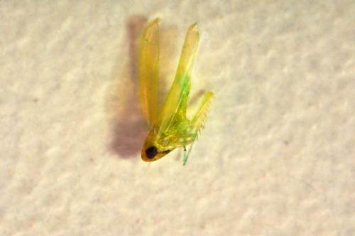 Typhlocybinae