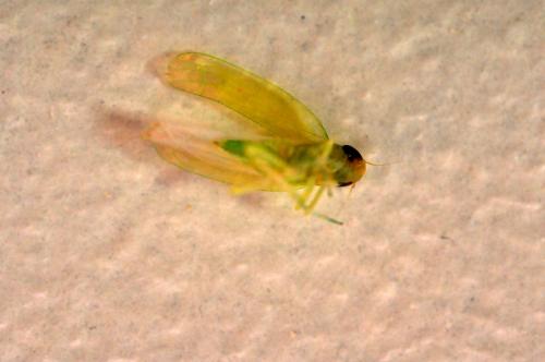 Typhlocybinae
