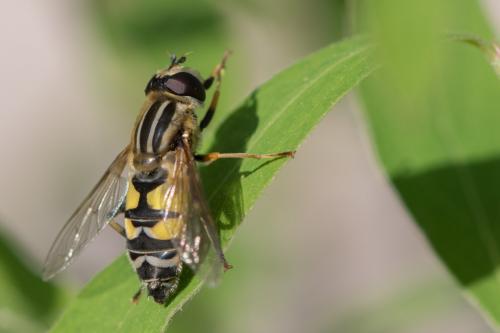 Réf. 248 323 : Helophilus trivittatus