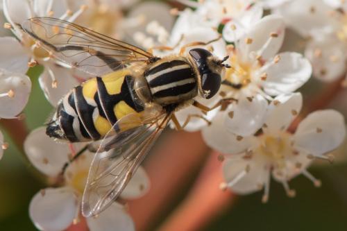 Réf. 248 370 : Helophilus trivittatus