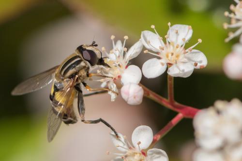 Helophilus trivittatus