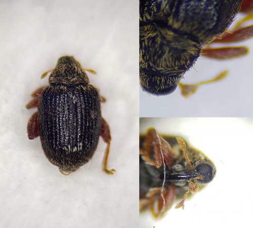 Orchestes erythropus