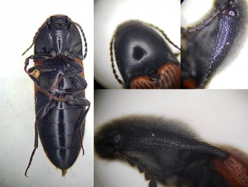 Réf. 248 850 : Ampedus quercicola
