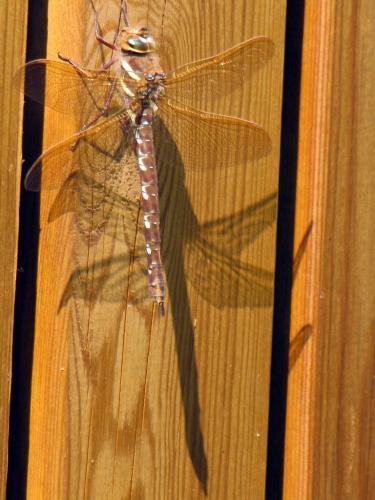 Aeshna grandis