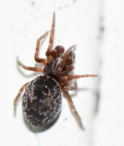 Dictyna uncinata