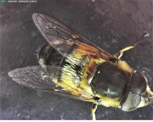 Réf. 248 851 : Eristalis similis
