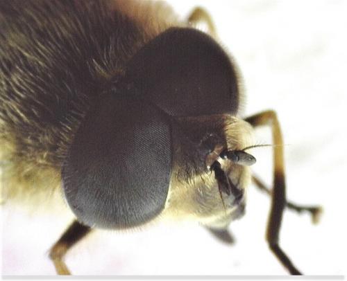 Eristalis similis
