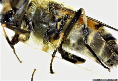 Eristalis similis